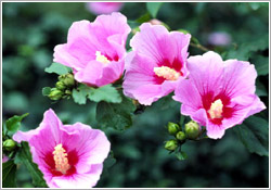 韩国国花——无穷花